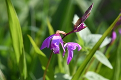Bletilla striata