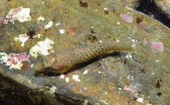 Lepadogaster lepadogaster