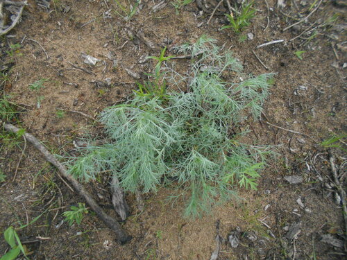 Artemisia macilenta iNat (2)