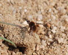 Bombylius callopterus