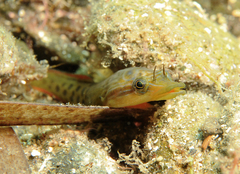 Lepadogaster lepadogaster