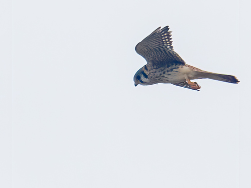 American Kestrel