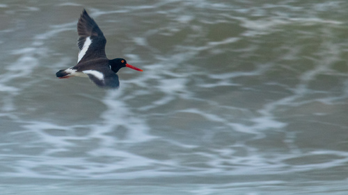 American Oystercatcher