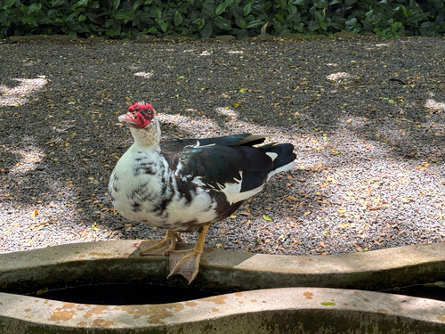 Cairina moschata observed 2026-05-28