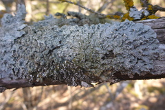 Punctelia perreticulata