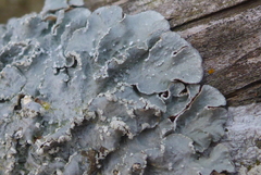 Punctelia perreticulata