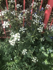 Anthriscus sylvestris