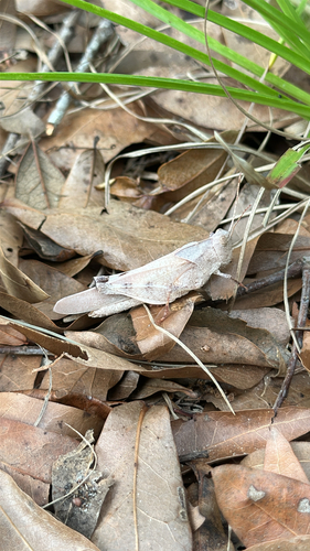Crepitating Grasshopper