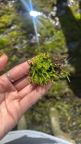 Calliergon megalophyllum