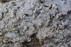 Punctelia perreticulata