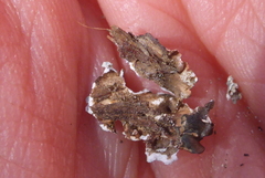 Punctelia perreticulata