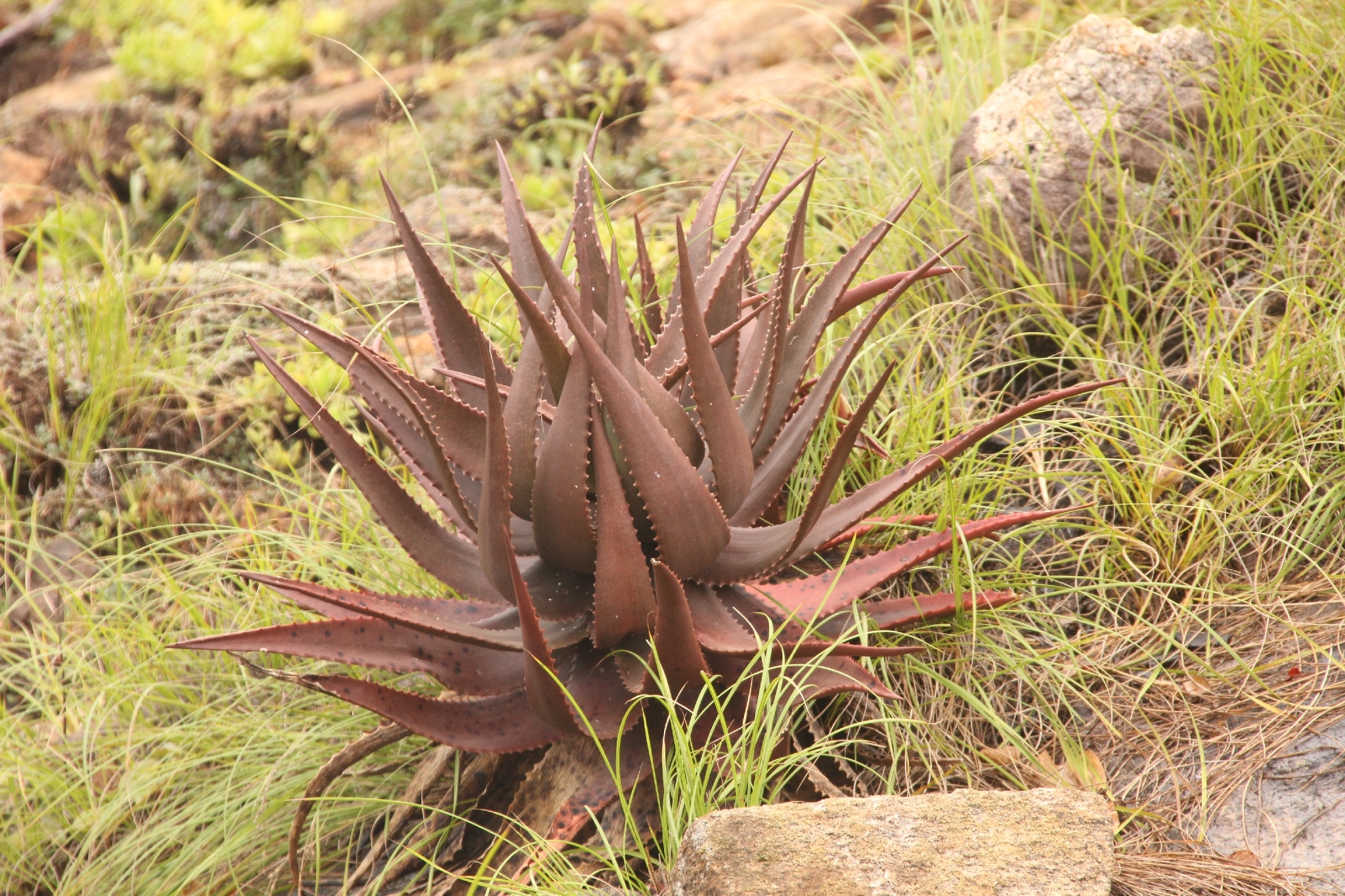 Aloe classenii