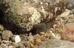 Lepadogaster lepadogaster