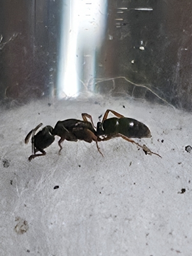 Granulate Crypt Ant