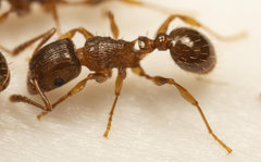 Tetramorium frigidum