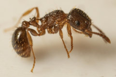 Tetramorium frigidum