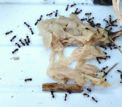 Tetramorium frigidum