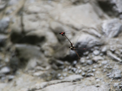 Nososticta impercepta