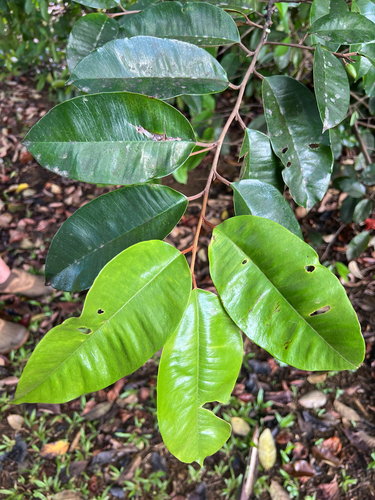 Chrysophyllum oliviforme observed 2026-05-31