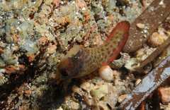 Lepadogaster purpurea