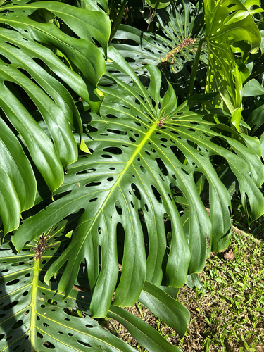 Philodendron observed 2026-05-31