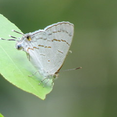 Hypolycaena philippus