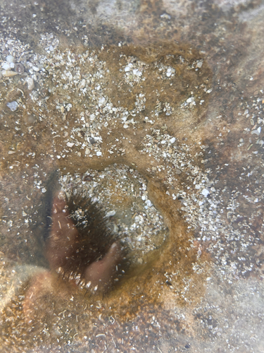 Anthopleura nigrescens observed 2026-05-24