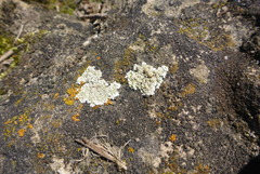 Lecanora valesiaca