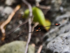 Nososticta impercepta