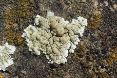 Lecanora valesiaca