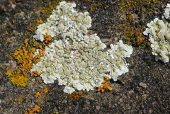 Lecanora valesiaca