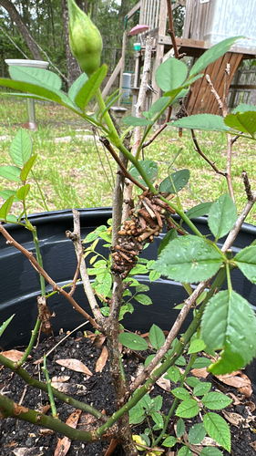 Abbot's Bagworm Moth