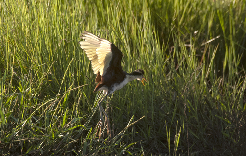 Wattled Jacana