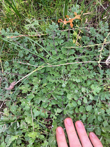 Capeweed