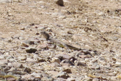 Callisaurus draconoides ventralis