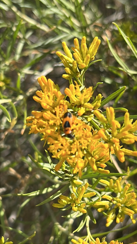 Colorado Soldier Beetle