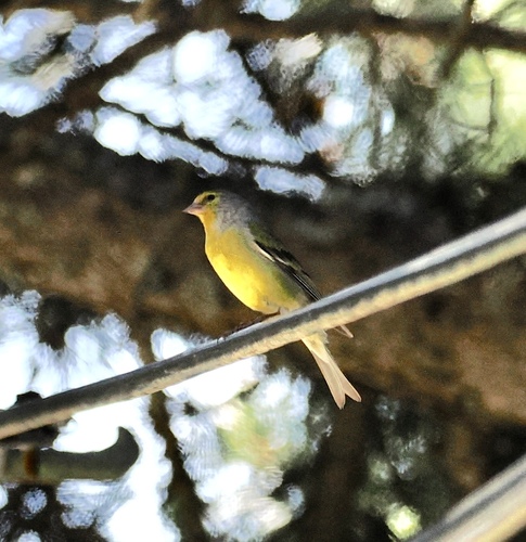 Citril Finch (Carduelis citrinella), photo 3