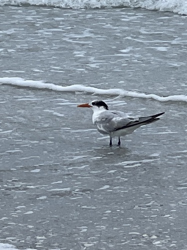 iNaturalist image
