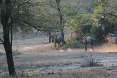 Connochaetes taurinus