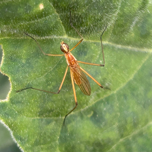 Micropeza turcana