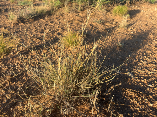 Black Grama