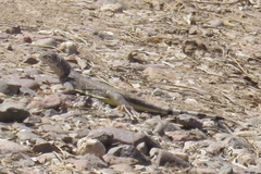 Callisaurus draconoides ventralis