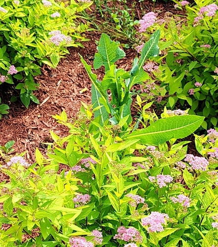 prickly lettuce
