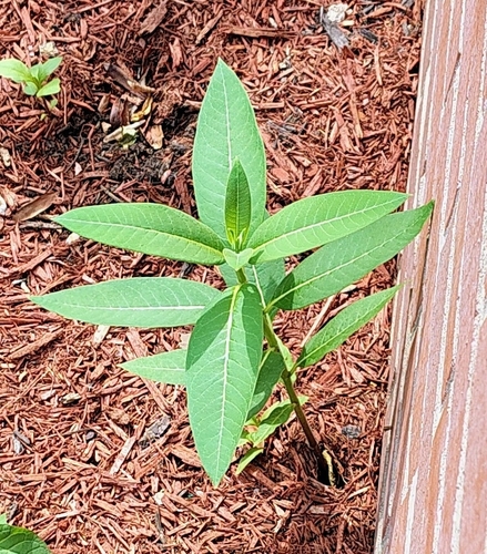 common milkweed