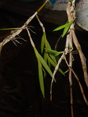 Dendrobium acinaciforme