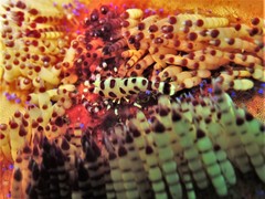 Periclimenes colemani