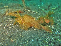 Pteroidichthys amboinensis