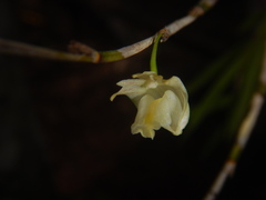 Dendrobium acinaciforme