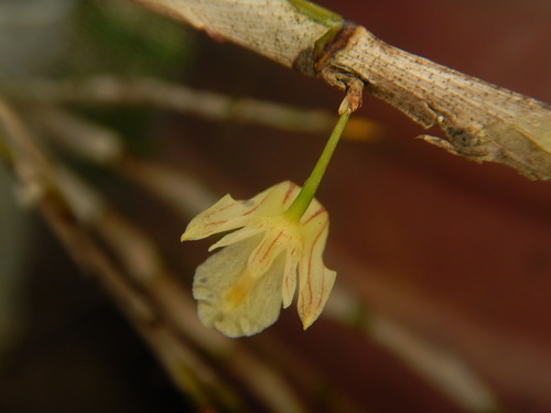 Dendrobium acinaciforme Roxb. 2