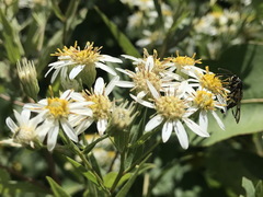 Synanthedon sigmoidea